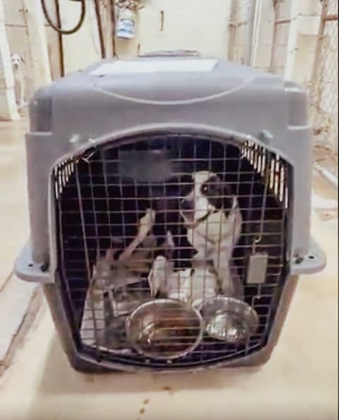 Asia - a 3-year-old stray who found her forever home