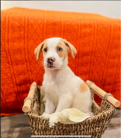 Turbo - rescued from a puppy mill in Tennessee